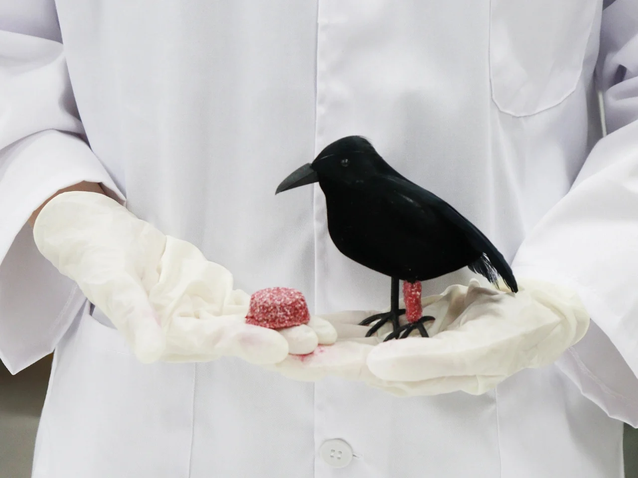 BirdAid